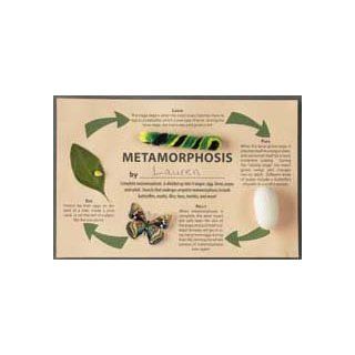 Magnificent Metamorphosis Craft Kit (makes 25 projects) Toys & Games