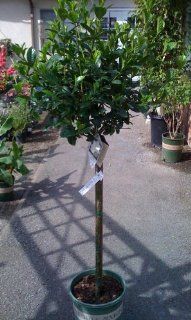 Gardenia First Love Grafted Topiary    12 by 12 Inch Container : Gardenia Plants : Patio, Lawn & Garden