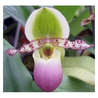 Paph Pinocchio ladyslipper orchid plant near blooming size : Patio, Lawn & Garden