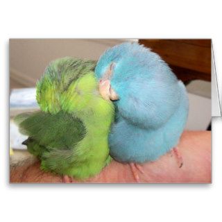 Parrotlet love birds 'safe in your arms' greeting  greeting cards