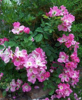 "Nearly Wild" Rose Bush   Requires Very Little Care   4" Pot : Flowering Plants : Patio, Lawn & Garden