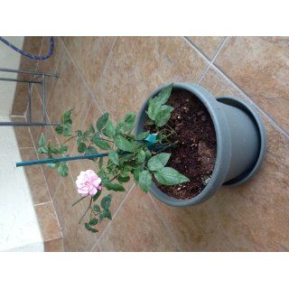 Old Heirloom Antique Own Root Rose Plant Old Bush Blush  Fragrant Rose  Patio, Lawn & Garden