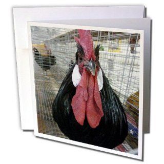 gc_13990_1 Florene Nature n Animals   Proud Rooster   Greeting Cards 6 Greeting Cards with envelopes : Office Products