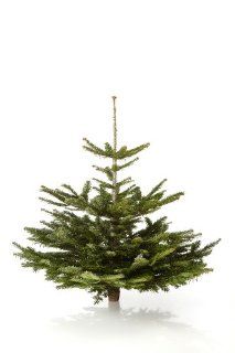 Echter Weihnachtsbaum Nordmanntanne, ca. 105   120 cm hoch, geschlagen: Garten