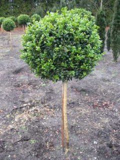 Buchsbaum Stamm Buxus sempervirens arborescens Stammhhe 60 cm Krone 25   30 cm im 10 Liter Pflanzcontainer: Garten