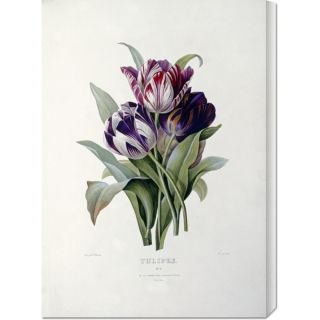 Pierre Joseph Redoute Tulips Stretched Canvas Art  