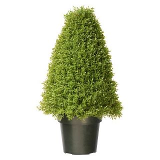 Argentia Plant with Pot   Green (30)