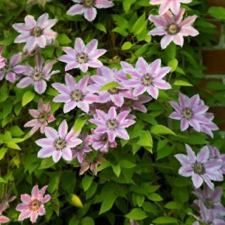 Clematis Nelly Moser Dormant Plant (1 Pack) 70341
