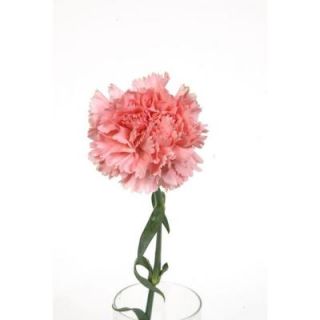 Globalrose Pink Carnations (200 Stems) Includes Free Shipping pink carnations 200