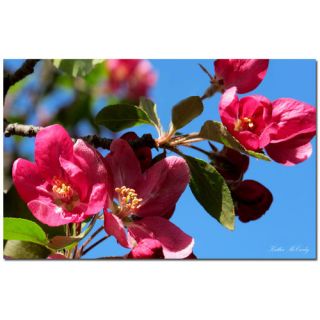 Apple Blossoms by Kathie McCurdy Photographic Print on Wrapped