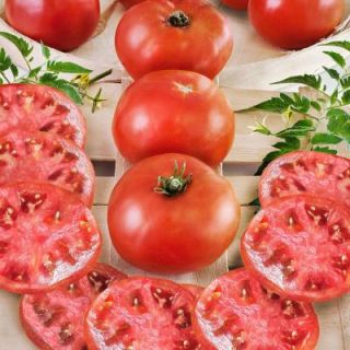 Bonnie Plants 4.5 in. Big Boy Tomato 117