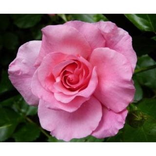 Mea Nursery Special Purpose Rose Pink Promise 65001