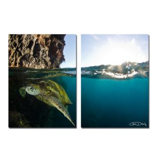 Ready2hangart Sea Turtle by Christopher Doherty Photographic Print