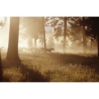 David De Lossy Horses Running in Forest, Early Morning Mist Wildlife