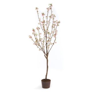 Napa Home & Garden Conservatory Cherry Blossom in Planter