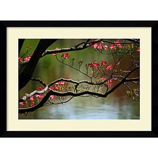 Amanti Art Andy Magee Dogwood in Bloom Framed Print Art, 28.62 x 38.62