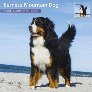 Magnet™ & Steel Bernese Mountain Dog 2015 Wall Calendar