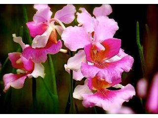 Bamboo Orchid Root, Dendrobium Orchid Starter Plant, Vanda Orchid Miss Joaquim Starter Plant, Combo Value Pack # 69402
