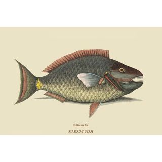 Parrot Fish by Catesby Catesby Graphic Art by Buyenlarge