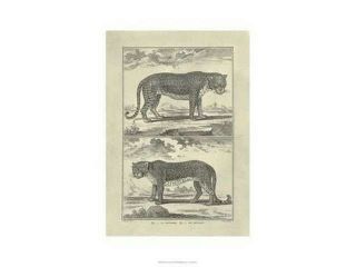 Panther Leopard Poster Print by Denis Diderot (20 x 26)