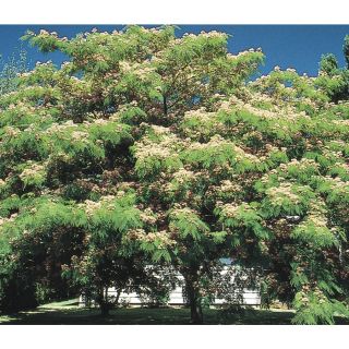 3.63 Gallon Mimosa Tree (L1103)